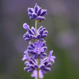 lavendar extra 3 lavendar extra 3