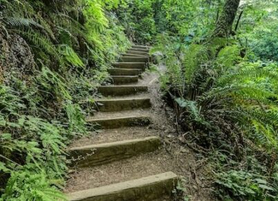 stairway in forest copy stairway in forest copy