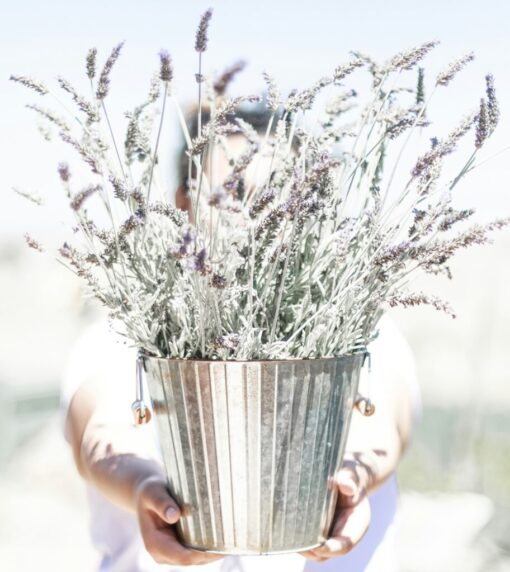 lavendar in bucket