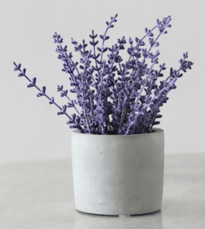 lavendar in vase 2